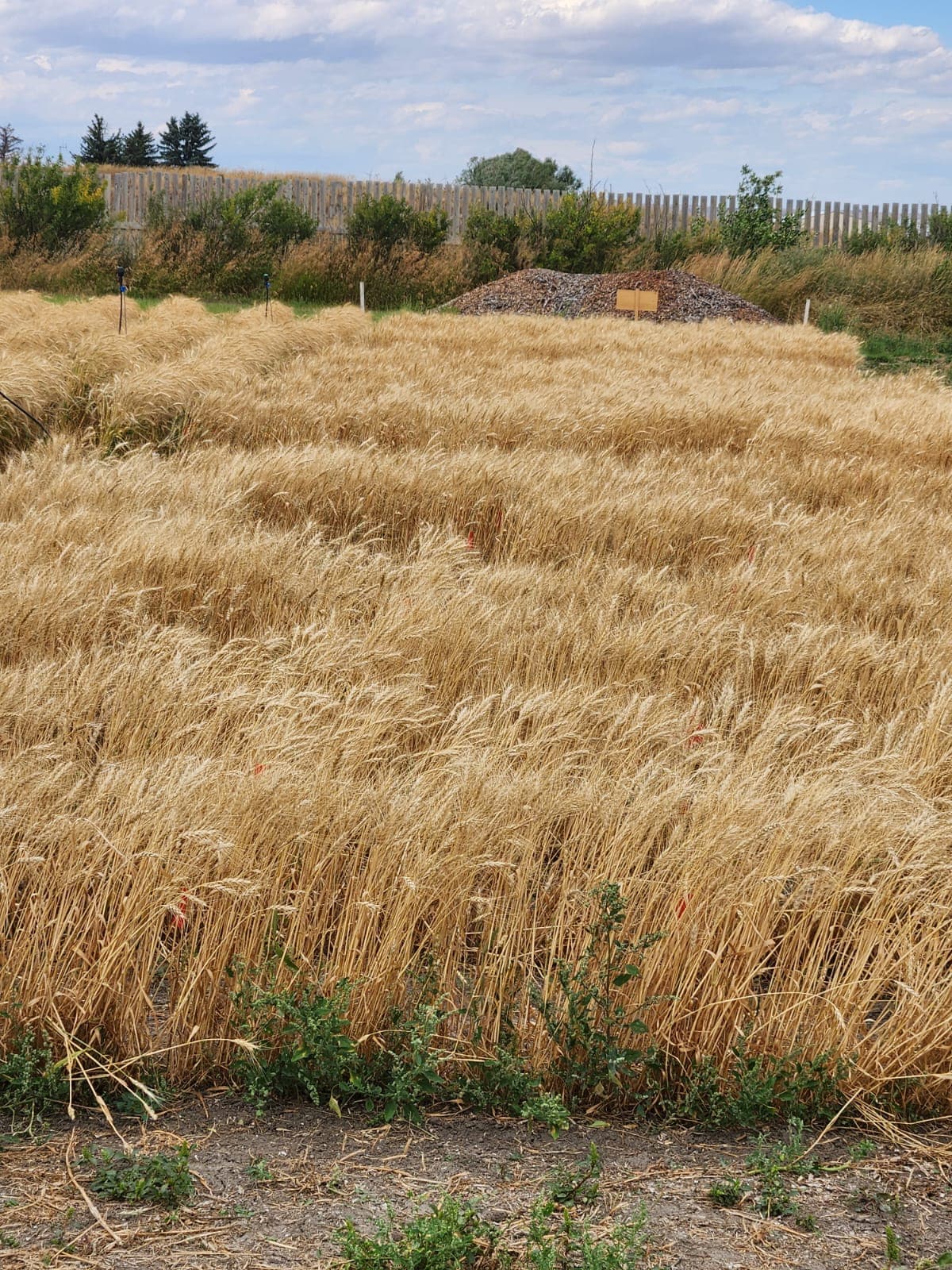 BCFSCC community gallery image 11