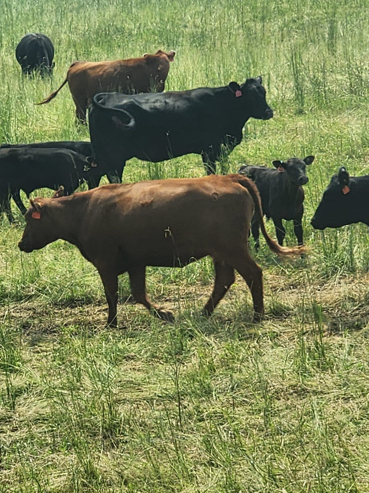 BCFSCC community gallery image 15