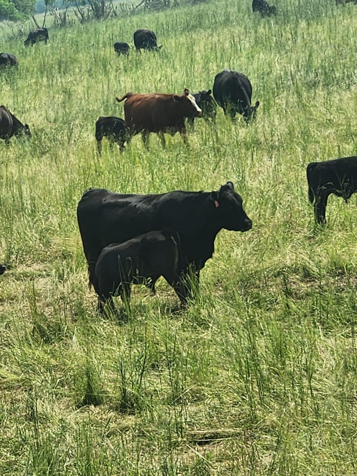 BCFSCC community gallery image 16