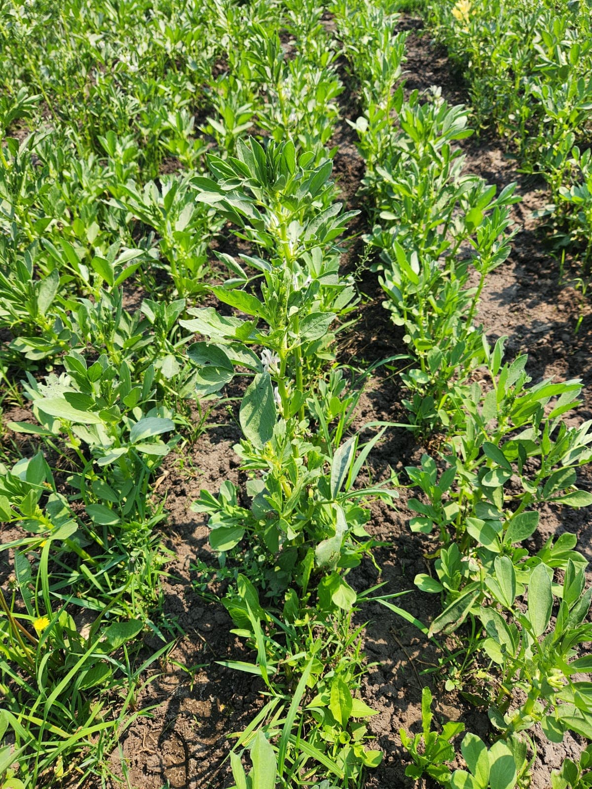 BCFSCC community gallery image 17