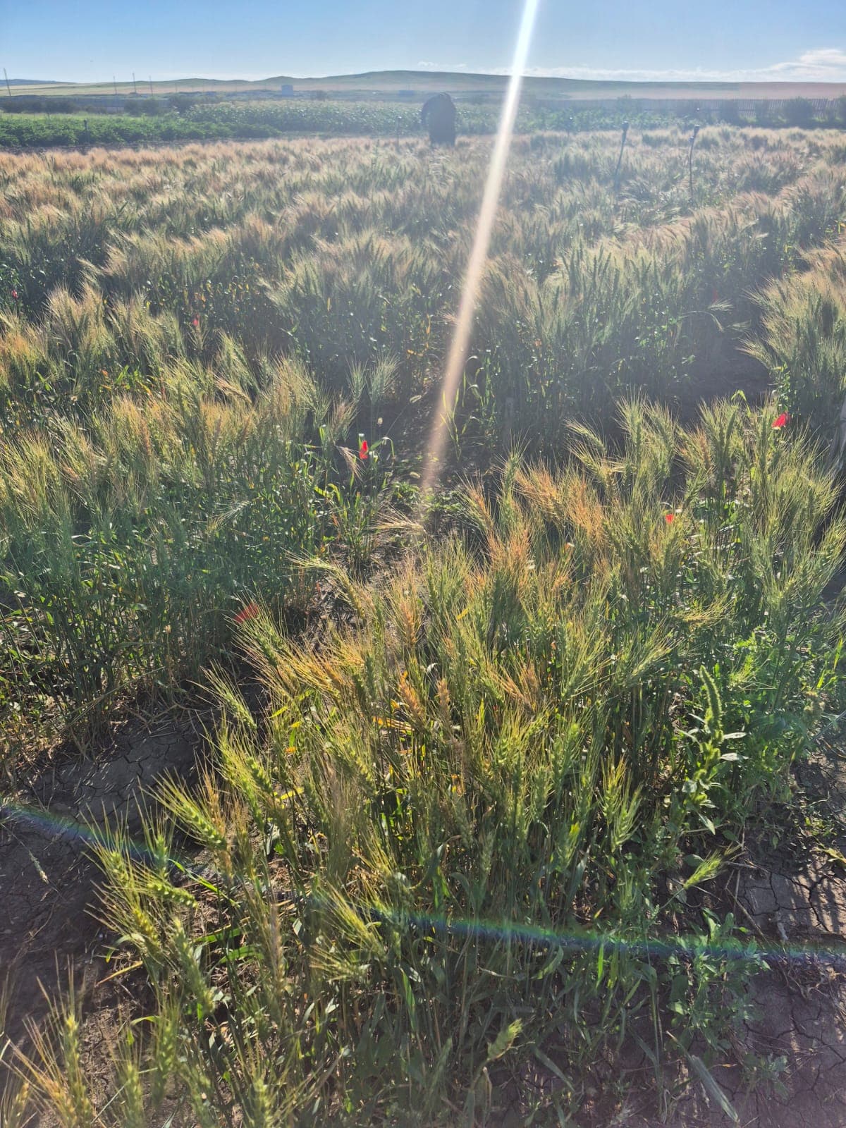 BCFSCC community gallery image 3