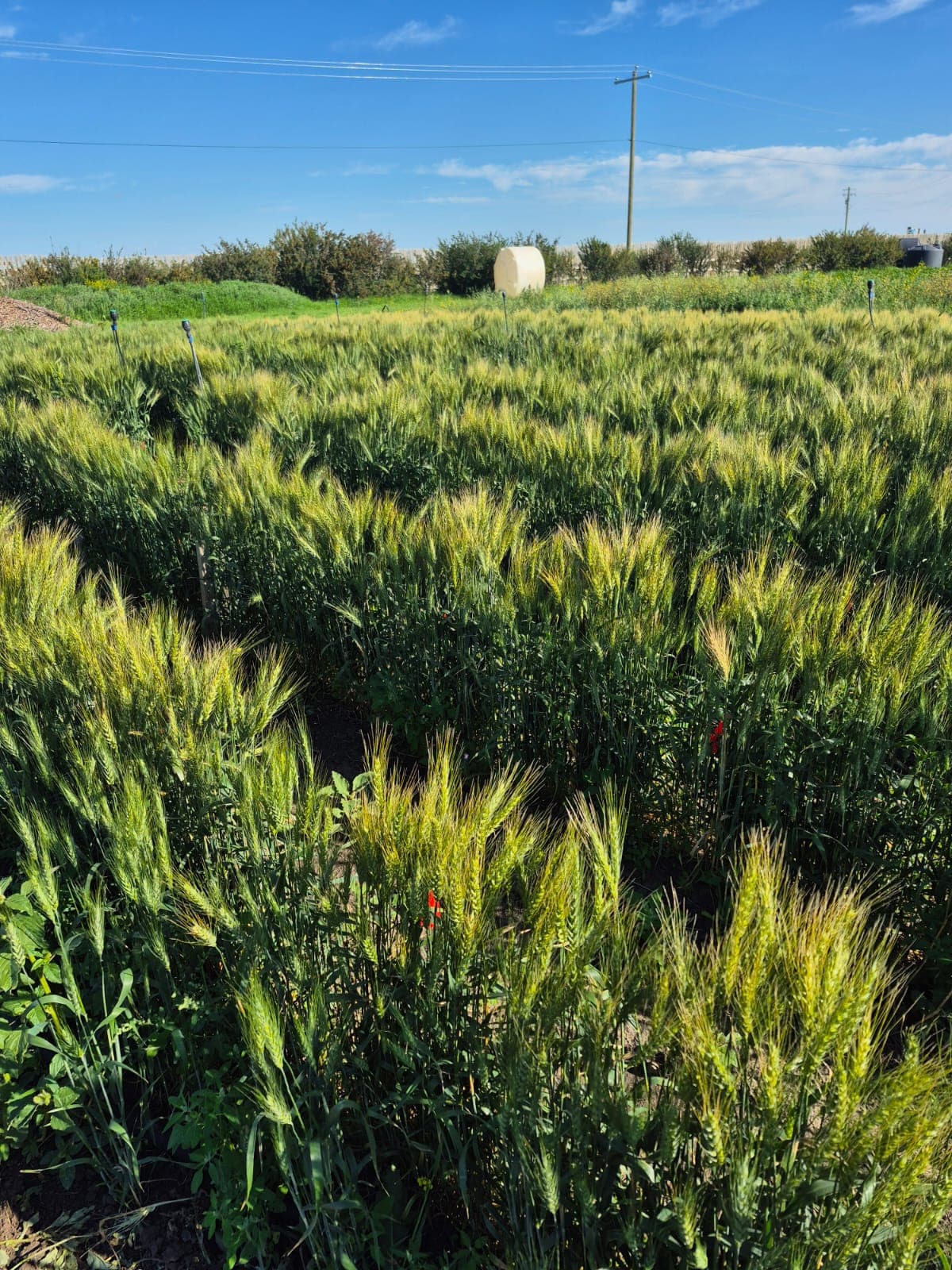 BCFSCC community gallery image 4