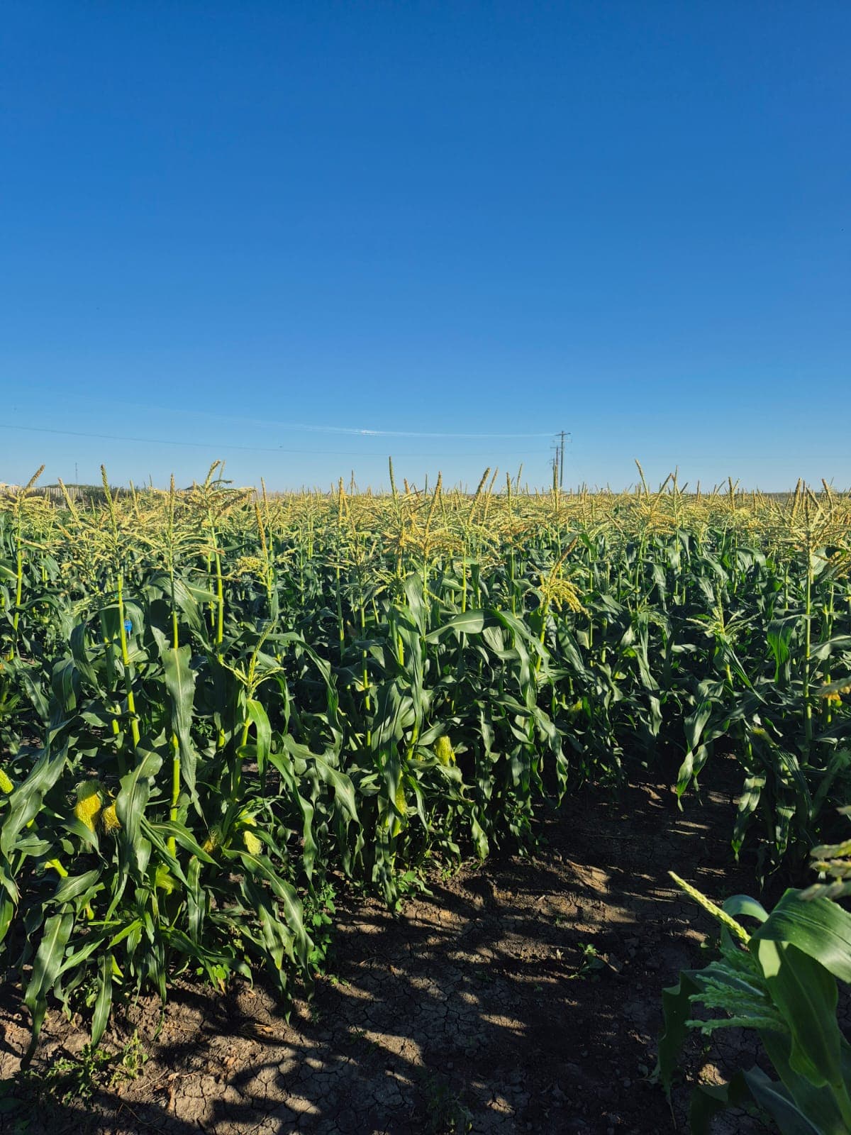 BCFSCC community gallery image 6