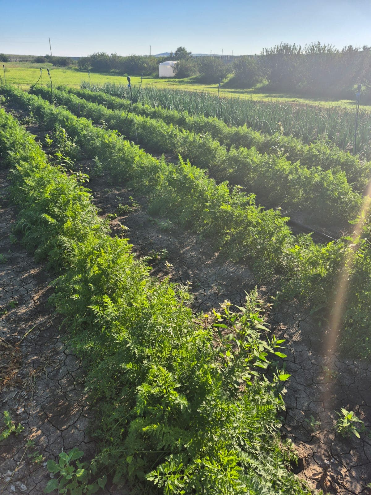 BCFSCC community gallery image 7