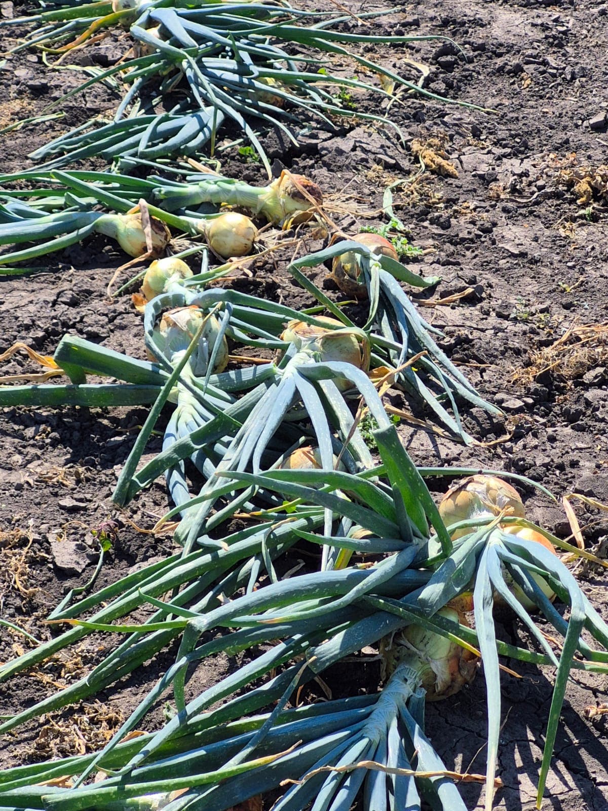 BCFSCC community gallery image 8