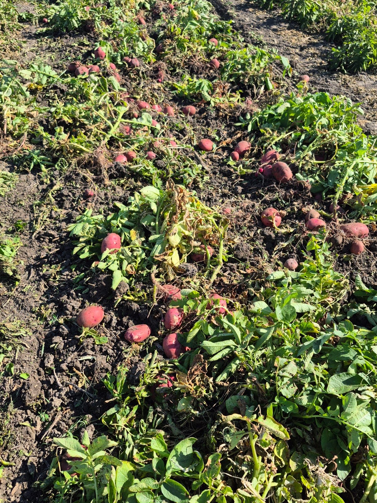 BCFSCC community gallery image 9